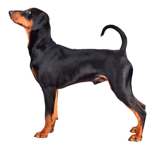 German pinscher and miniature hot sale pinscher